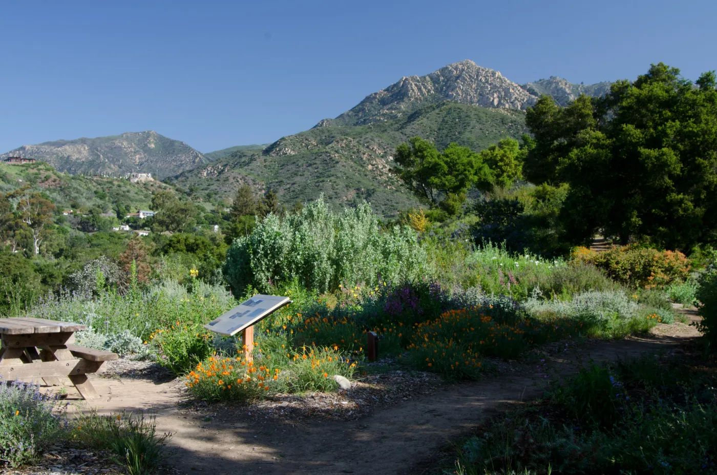 top of Porter Trail, Ceanothus Section, view to La Cumbre Peak, SBBG Spring 2012