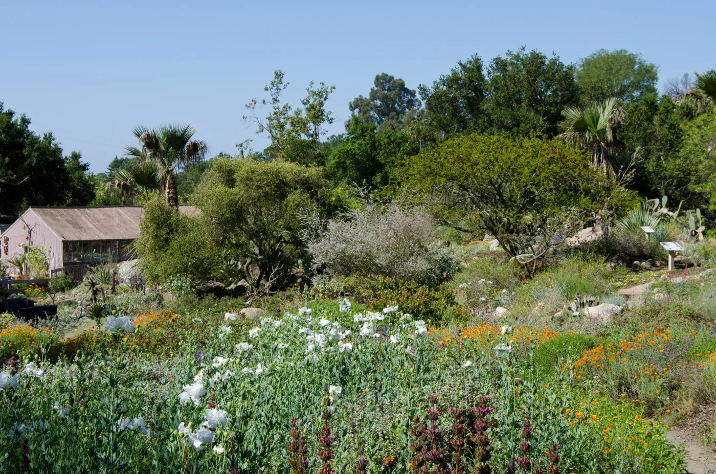 Ground Cover Display and Desert Section, wildflowers, SBBG Spring 2012