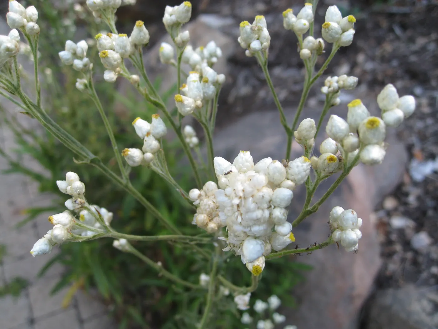 Pearly everlasting