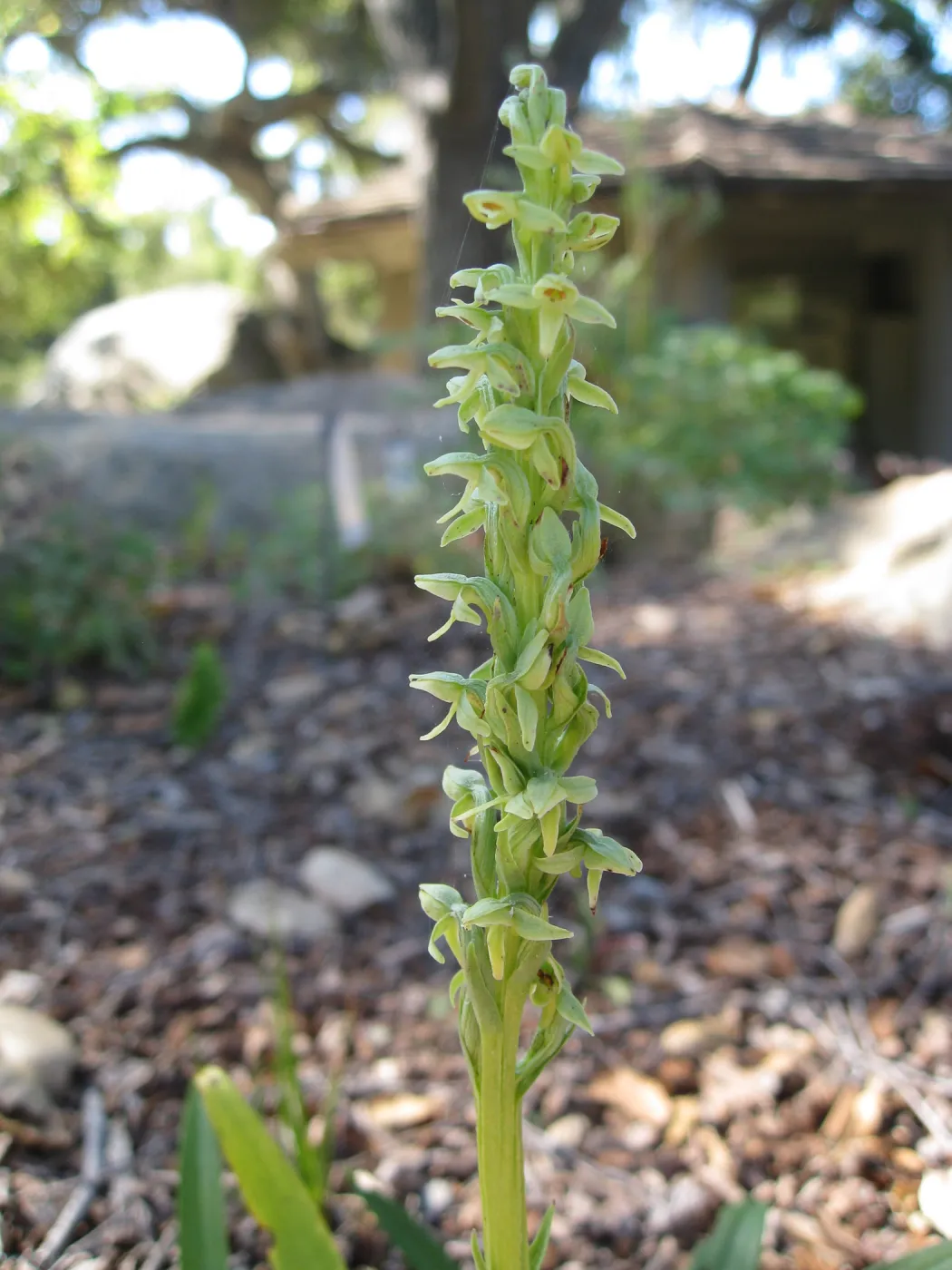 Platanthera hyperborea in the Orchid Display