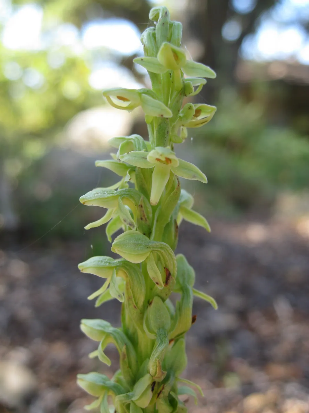 Plathanthera hyperborea in the Orchid Display
