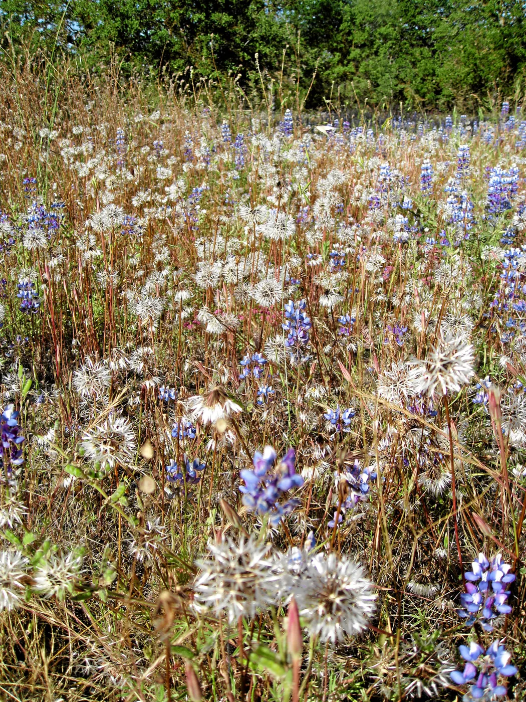 Near jct of Shell Canyon Rd, Hwy 58. Microseris