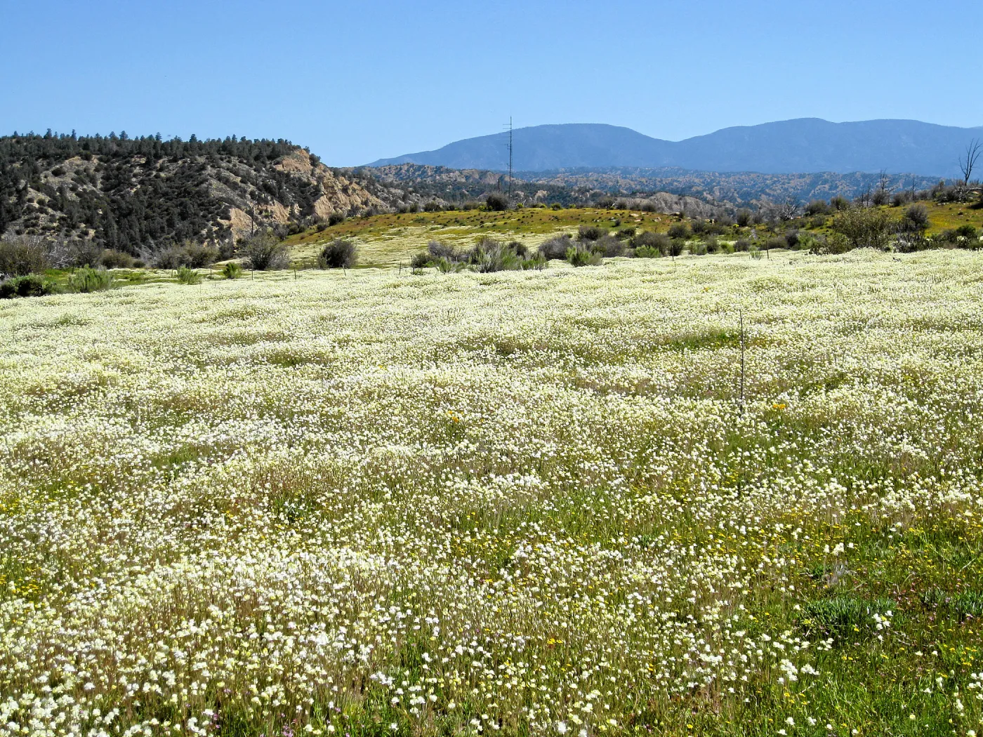 Vicinity of Ozena Ranger Station, Hwy 33. Platystemon Cream Cups