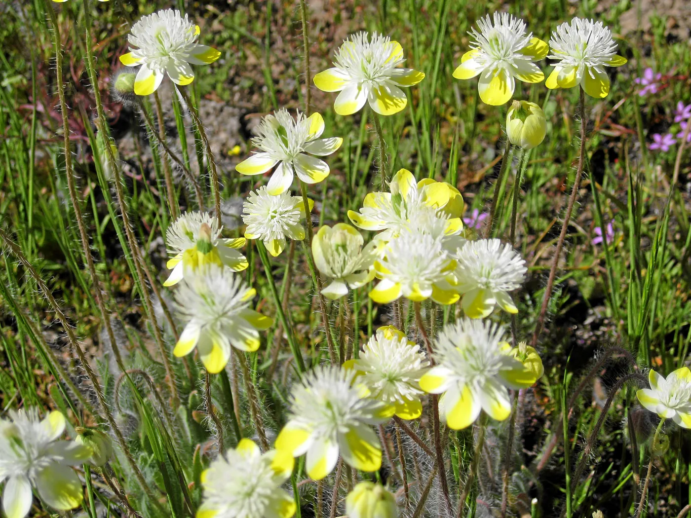 Vicinity of Ozena Ranger Station, Hwy 33. Platystemon Cream Cups