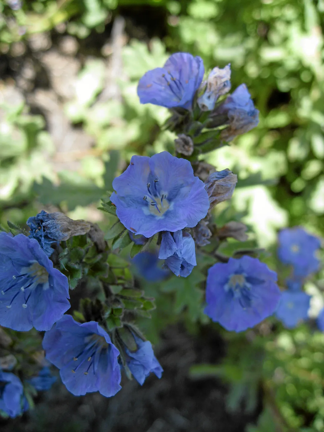 Phacelia, Soda Lake Road, south end of Carrizo Plain