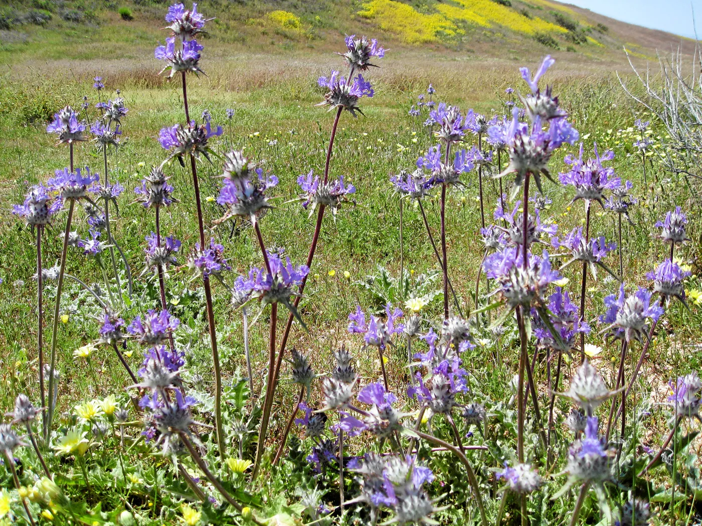 Near jct of Soda Lake and road to Padrones Spring. Thistle Sage