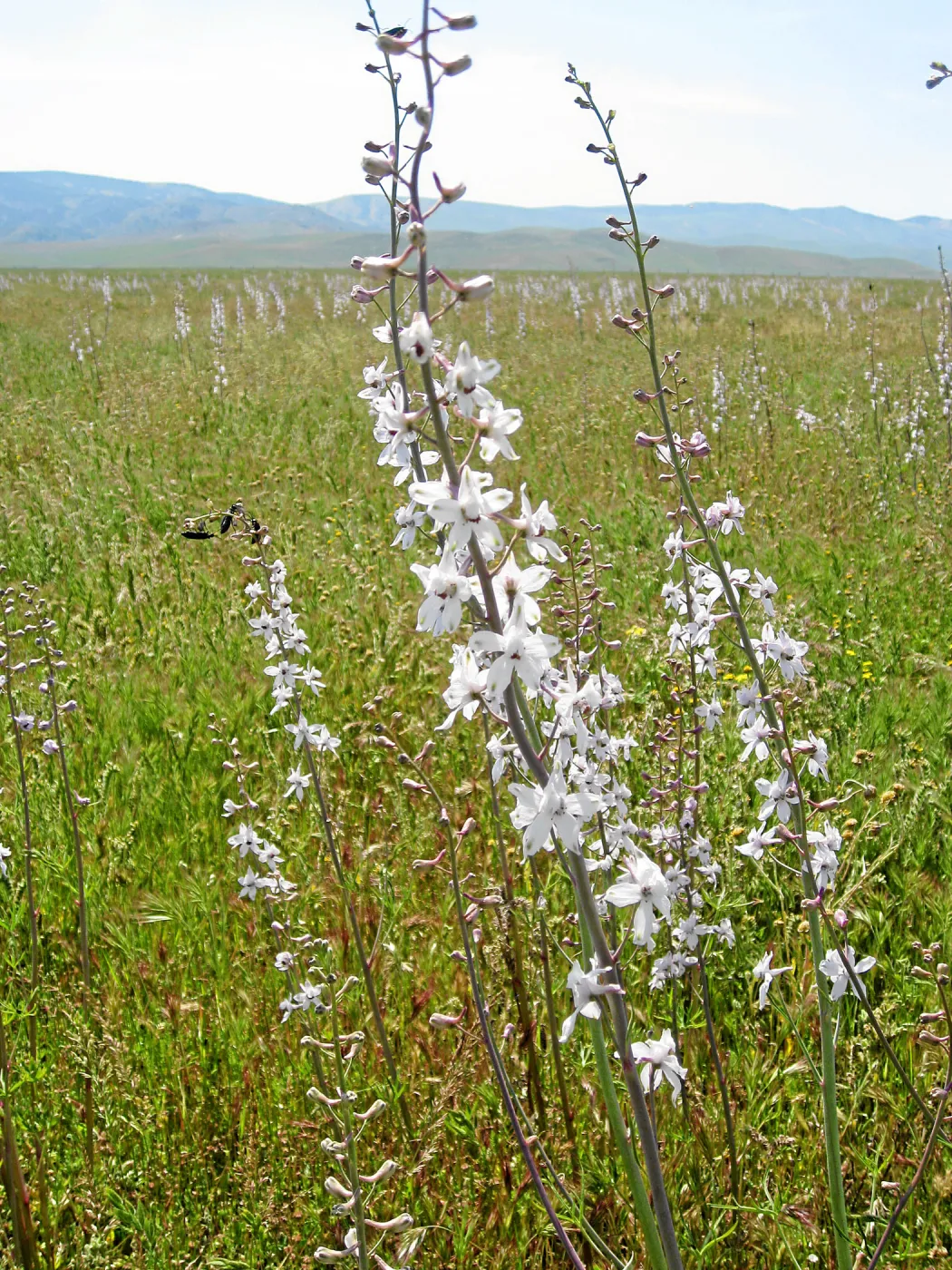 Delphinium, Carrizo Plain