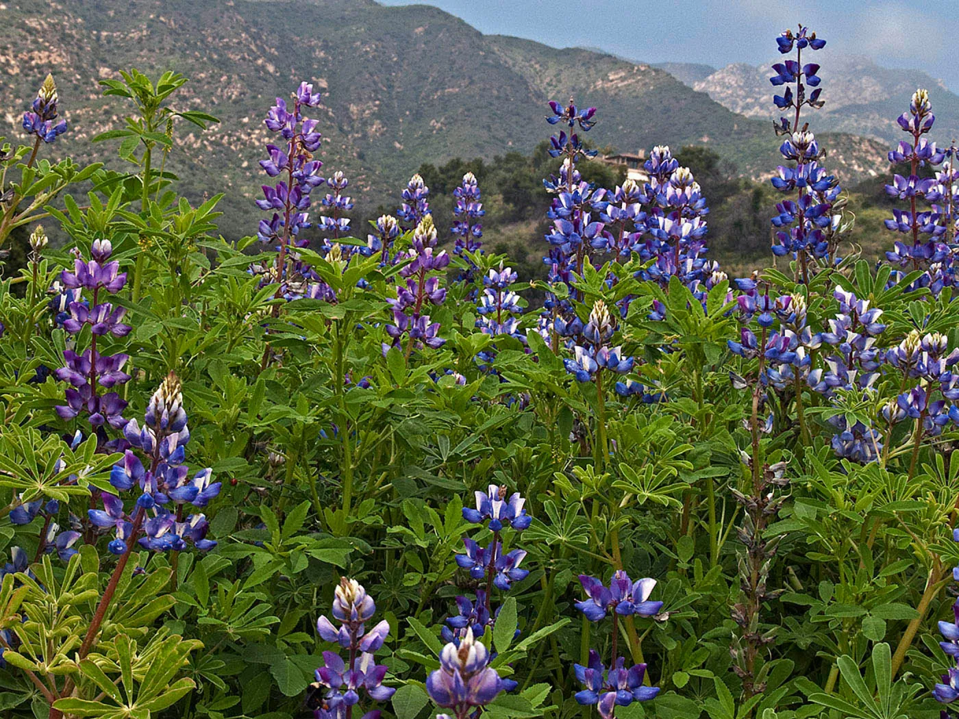 Lupine in bloom with mountains behind, National Public Gardens Day, tour at SBBG