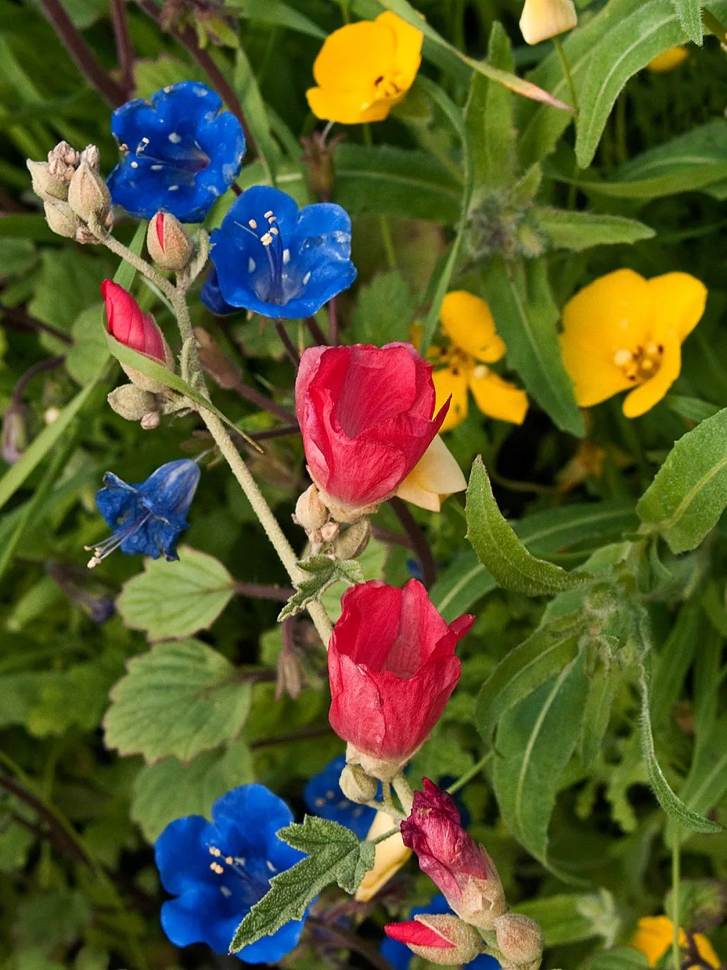 wildflower medley, National Public Gardens Day, tour at SBBG