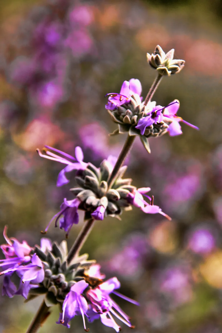 SBBG Wildflowers 2012, ©DeniseDewirePhotography Sage