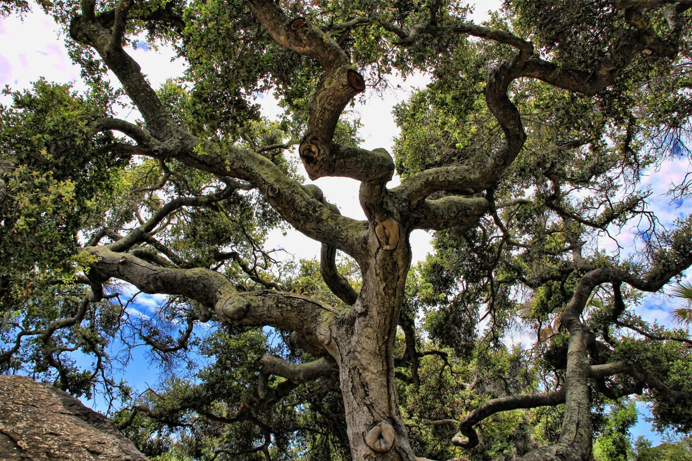 SBBG Wildflowers 2012, ©DeniseDewirePhotography (Coastal Live Oak)