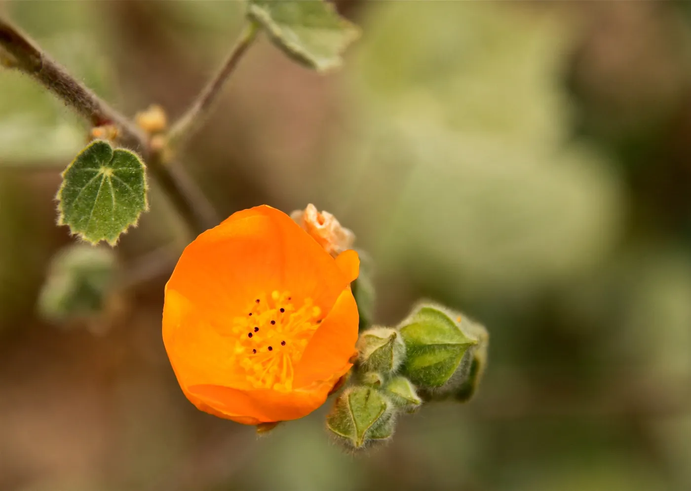 SBBG Wildflowers 2012, ©DeniseDewirePhotography
