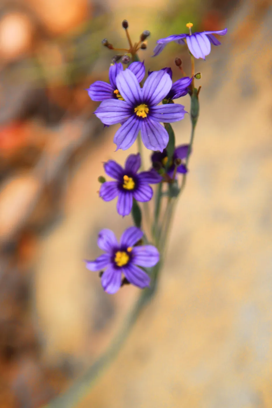SBBG Wildflowers 2012, Â©DeniseDewirePhotography