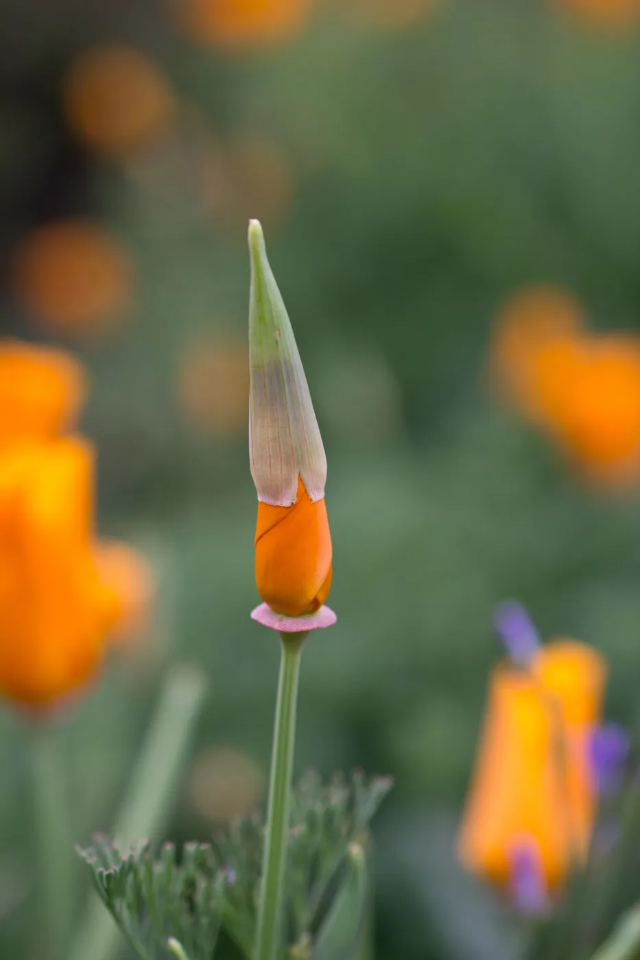 SBBG wildflowers 2012, Â©Denise Dewire (California Poppy)