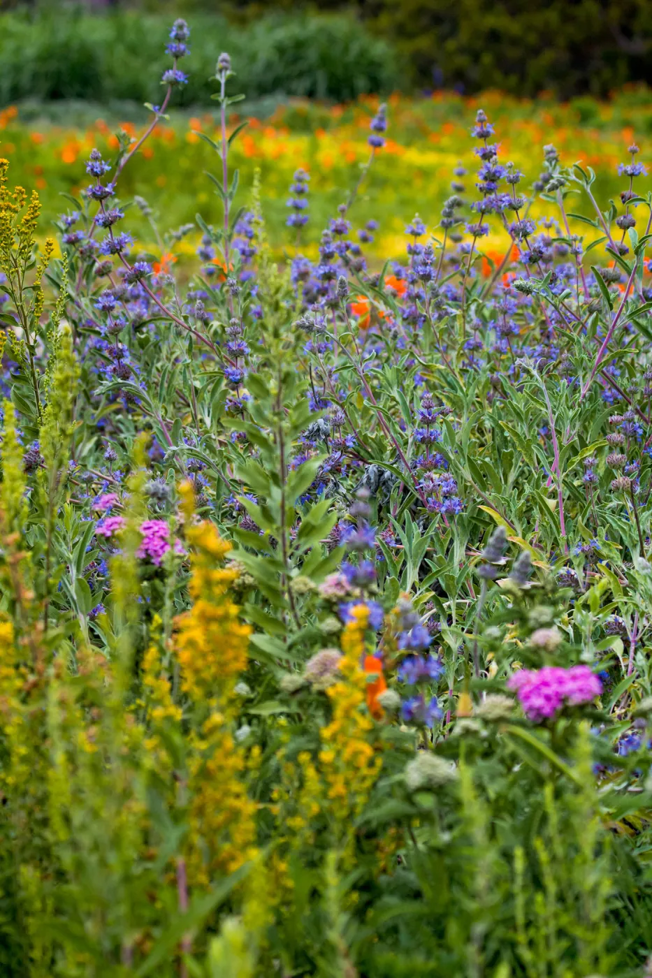 SBBG wildflowers 2012, Â©Denise Dewire