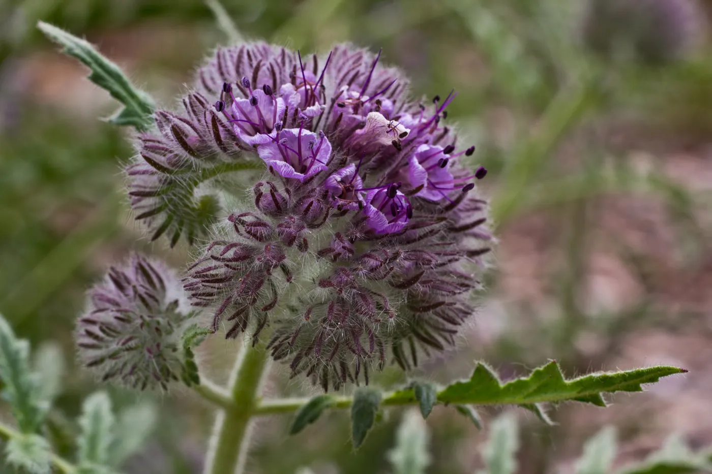 SBBG wildflowers 2012, Â©Denise Dewire