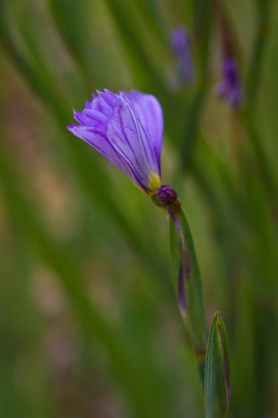 SBBG wildflowers 2012, Â©Denise Dewire