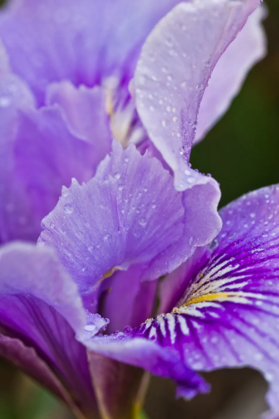 SBBG Wildflowers, Â©DeniseDewirePhotography