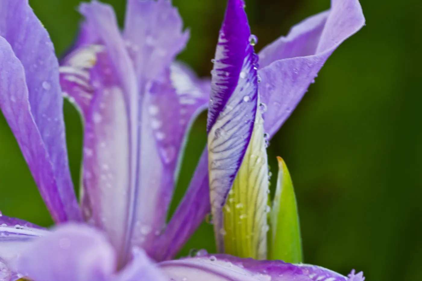 SBBG Wildflowers, Â©DeniseDewirePhotography