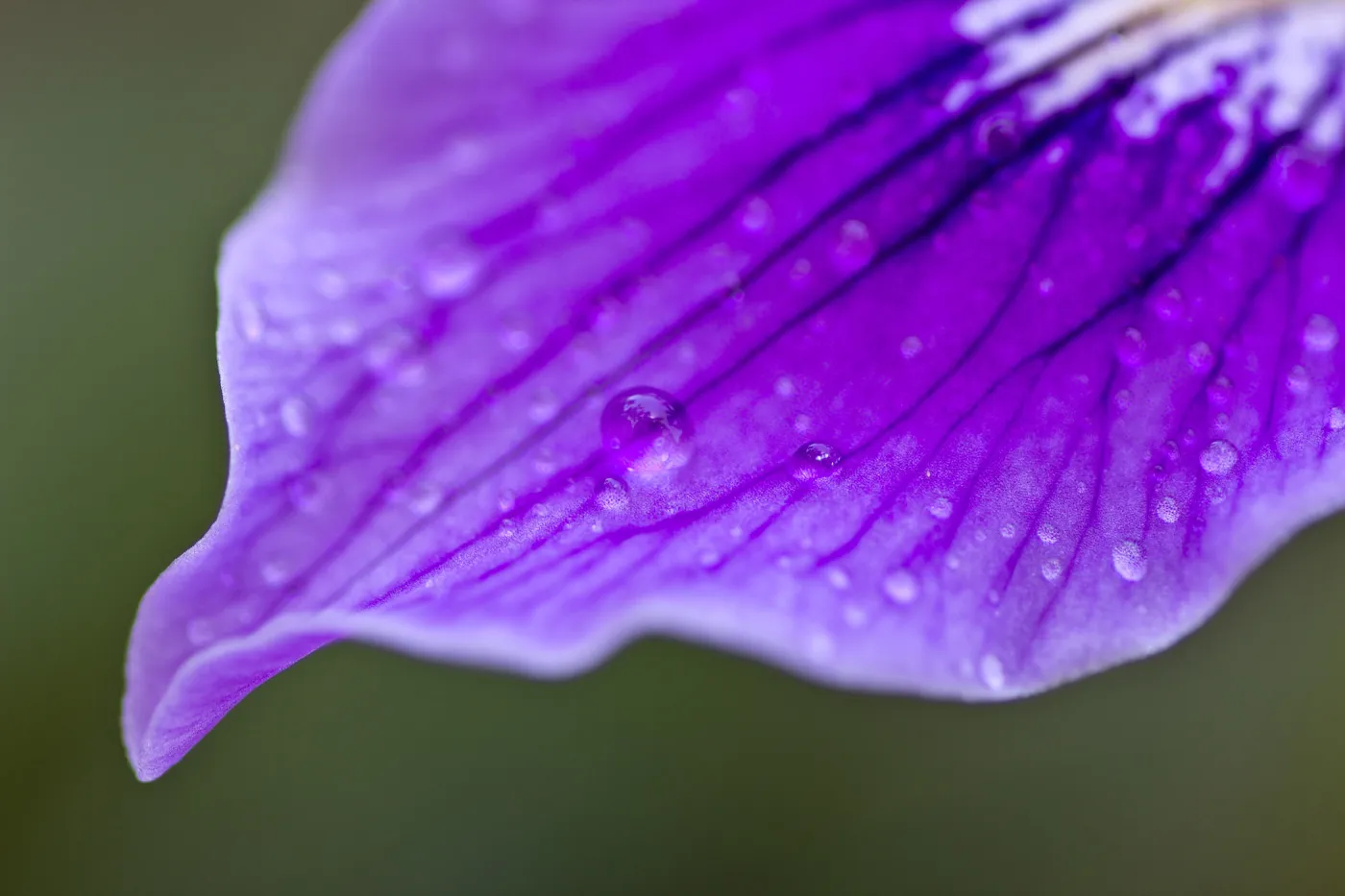 SBBG Wildflowers, Â©DeniseDewirePhotography