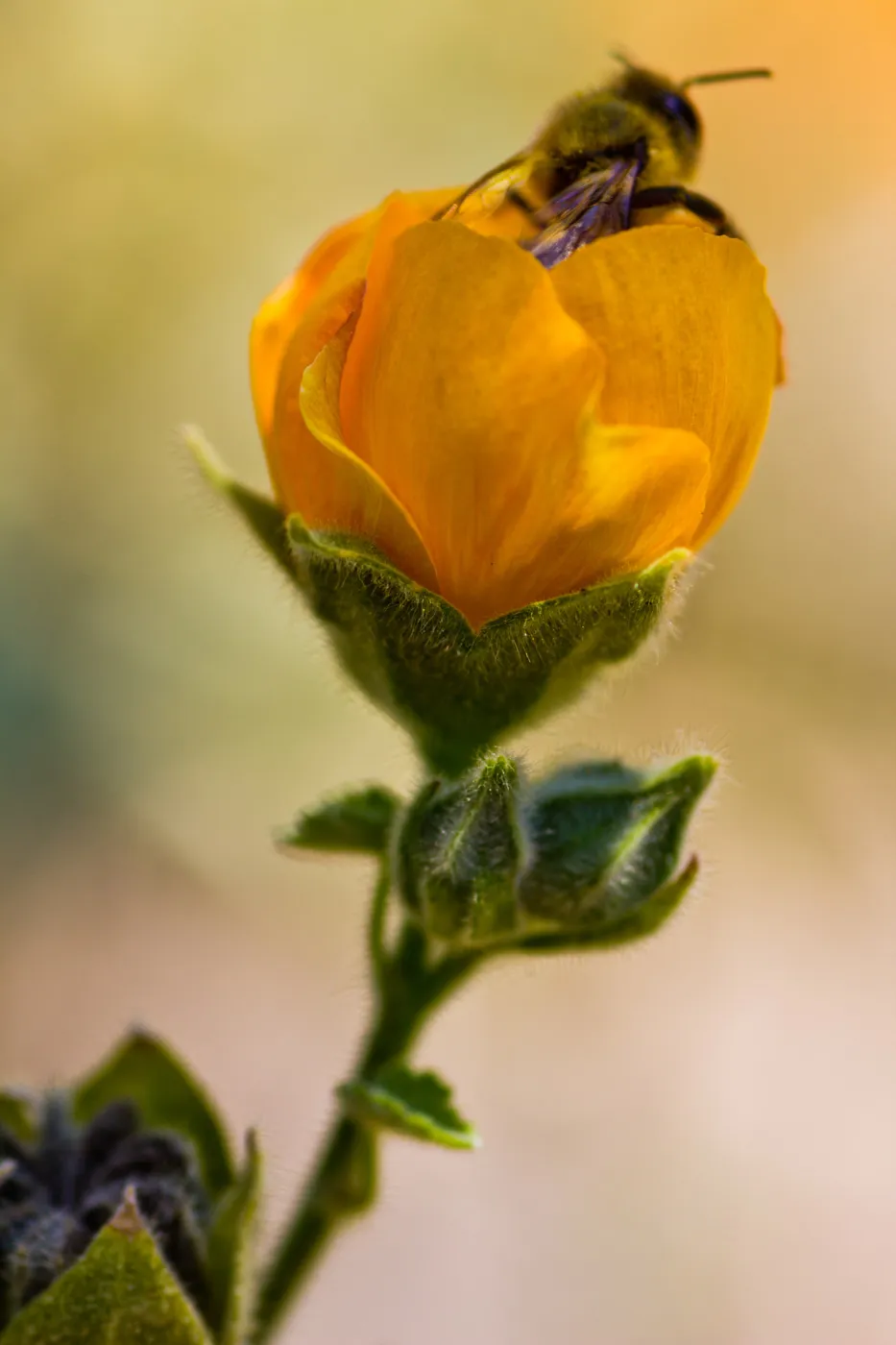 SBBG Wildflowers, Â©DeniseDewirePhotography