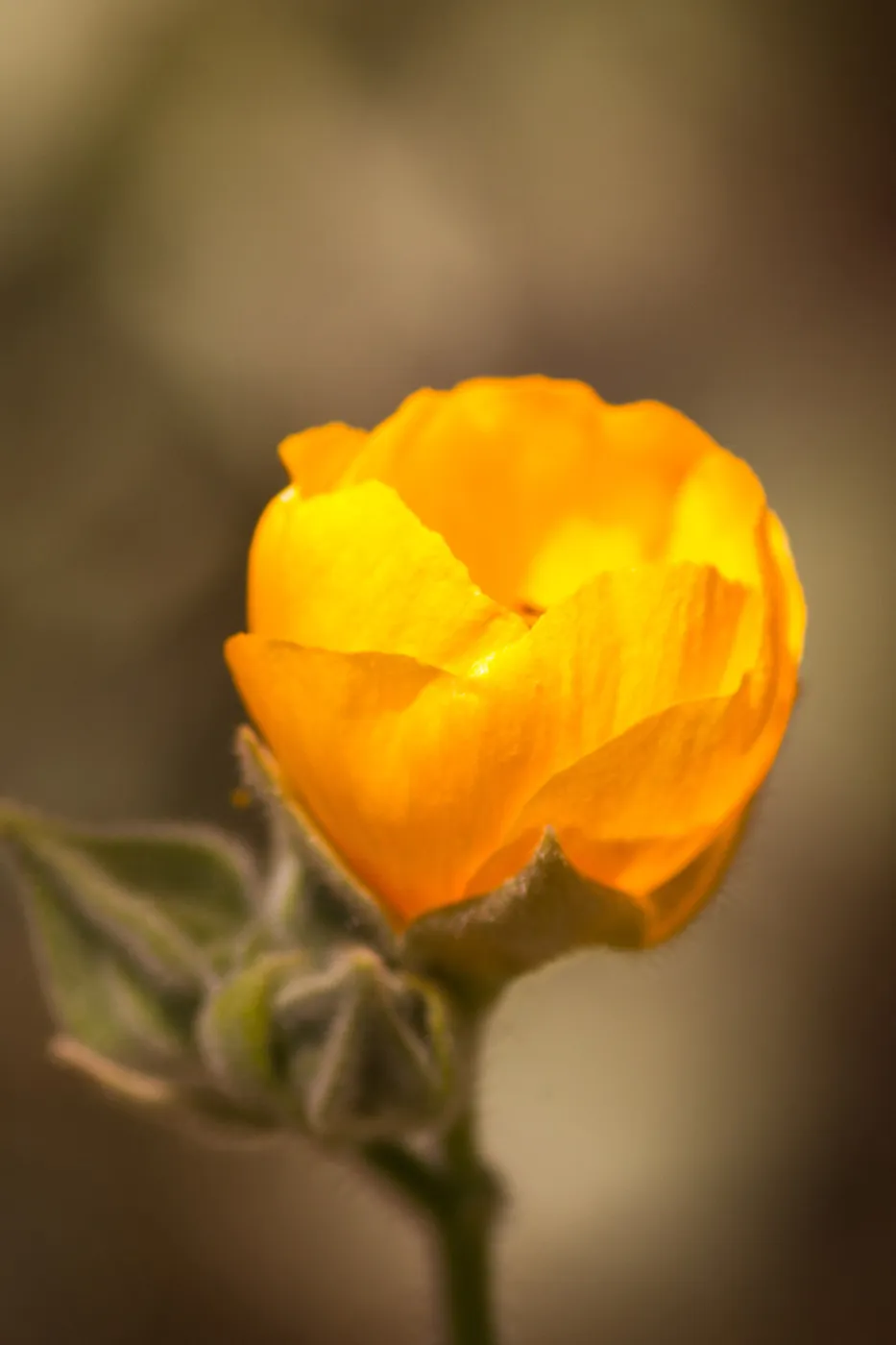SBBG Wildflowers, Â©DeniseDewirePhotography