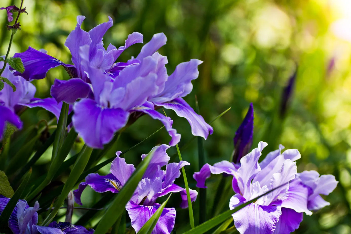 SBBG Wildflowers, Â©DeniseDewirePhotography
