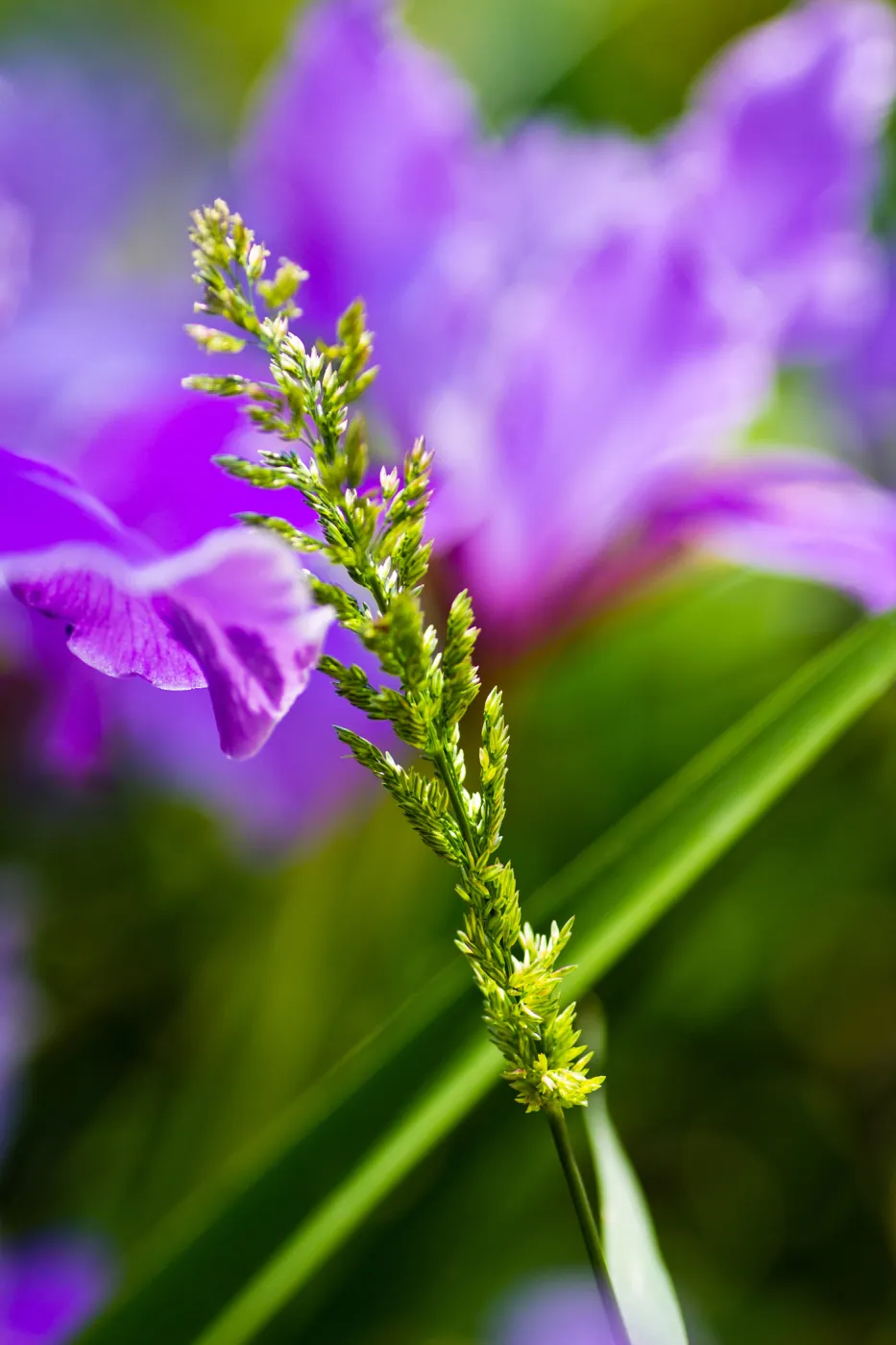 SBBG Wildflowers, Â©DeniseDewirePhotography