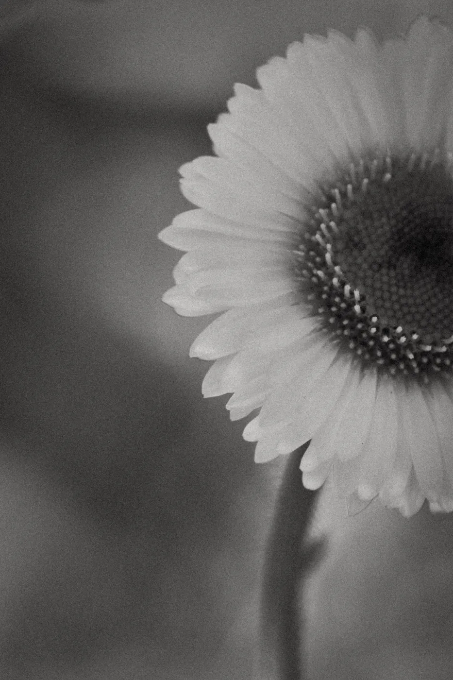 SBBG Wildflowers, Â©DeniseDewirePhotography