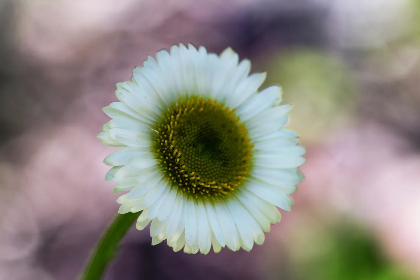 SBBG Wildflowers, Â©DeniseDewirePhotography