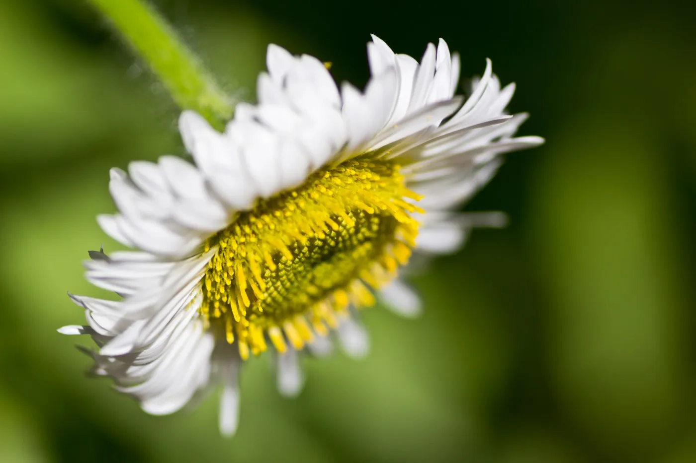 SBBG Wildflowers, Â©DeniseDewirePhotography