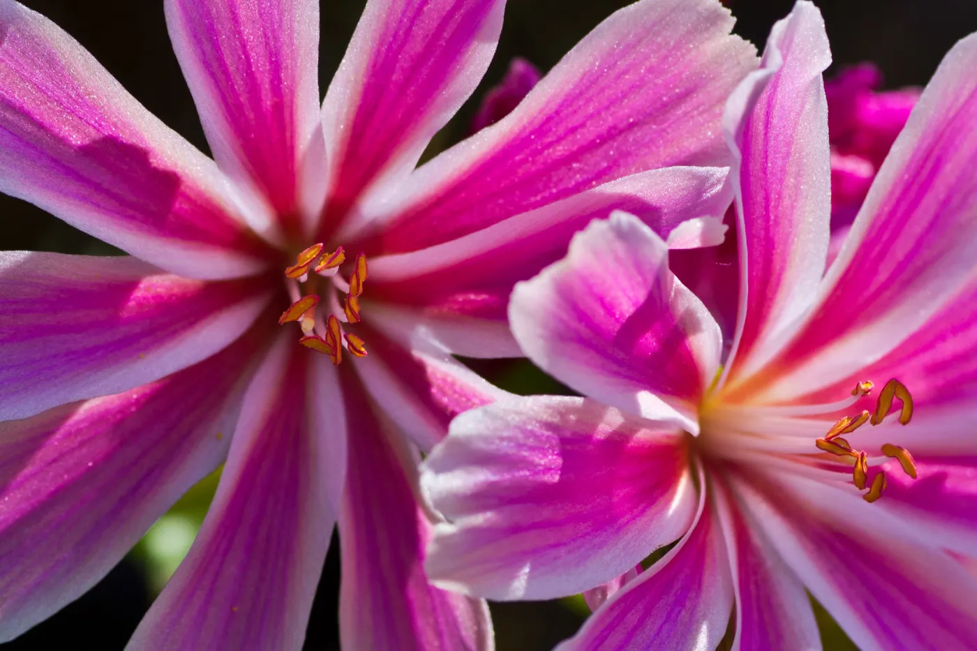 SBBG Wildflowers, Â©DeniseDewirePhotography