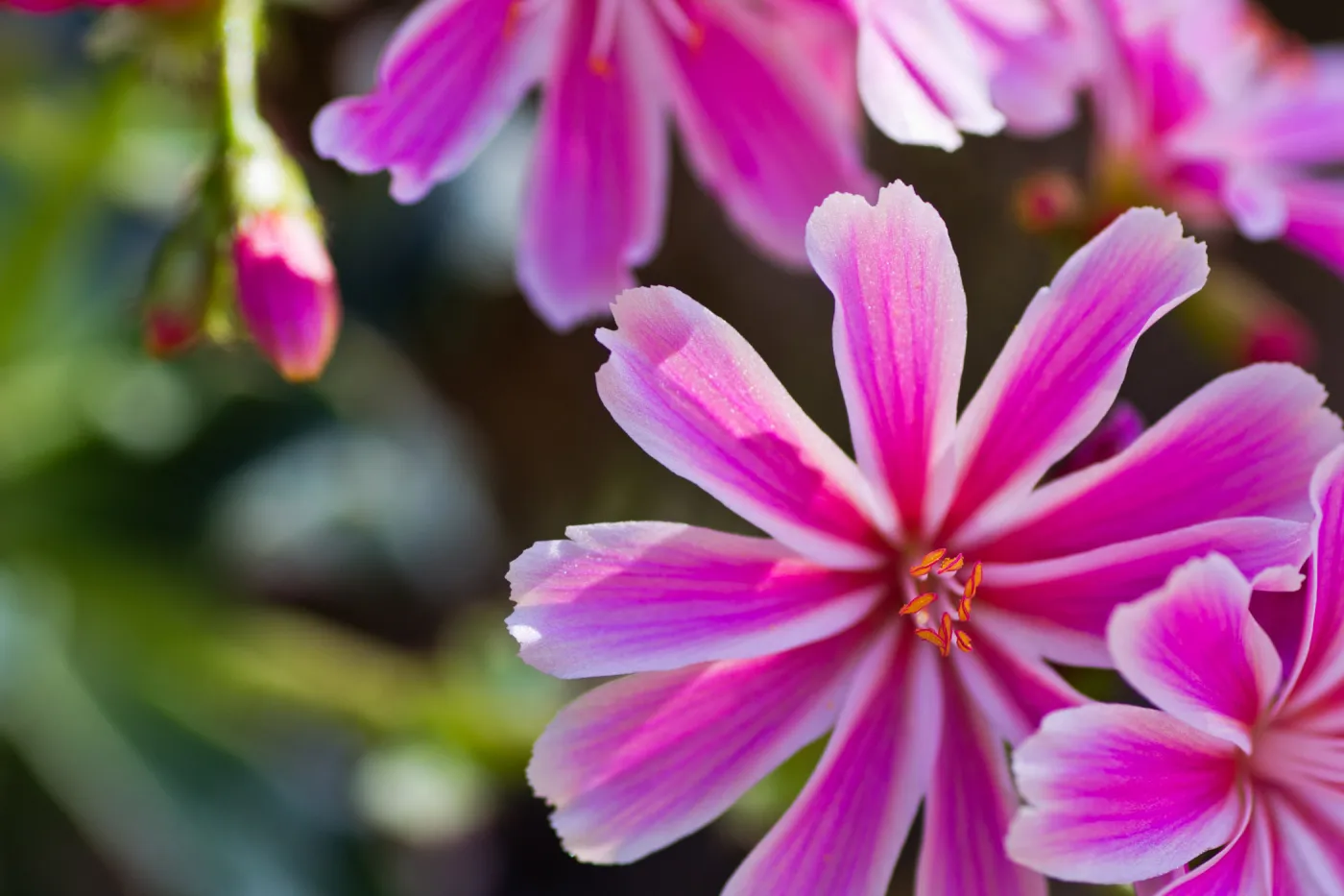 SBBG Wildflowers, Â©DeniseDewirePhotography