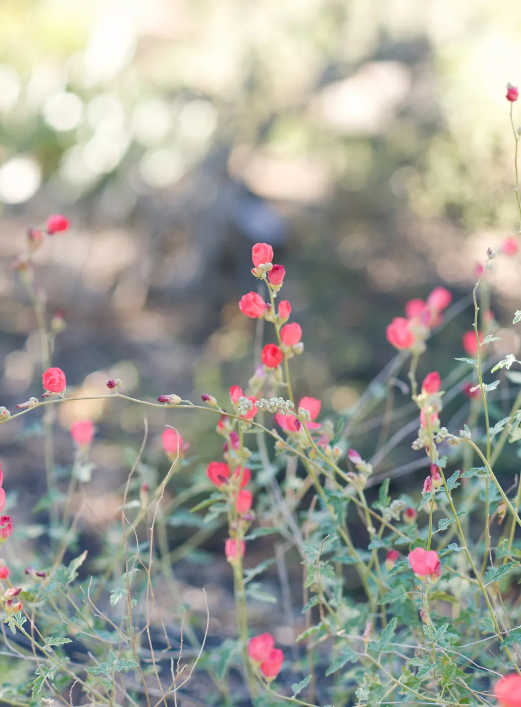 SBBG Spring 2012, Â©ZstheDayPhotography