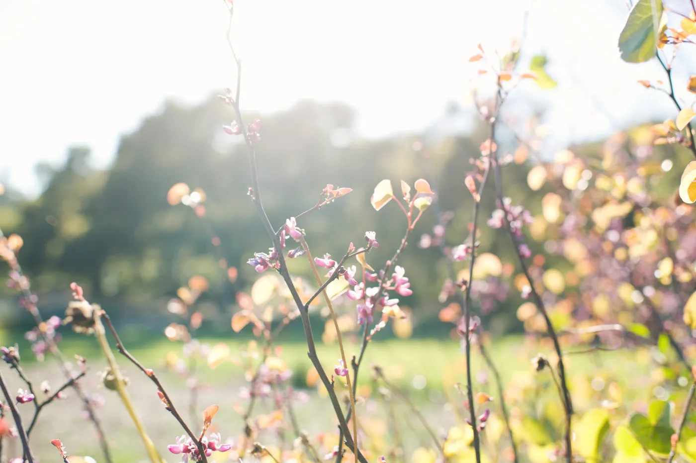 SBBG Spring 2012, Â©ZstheDayPhotography