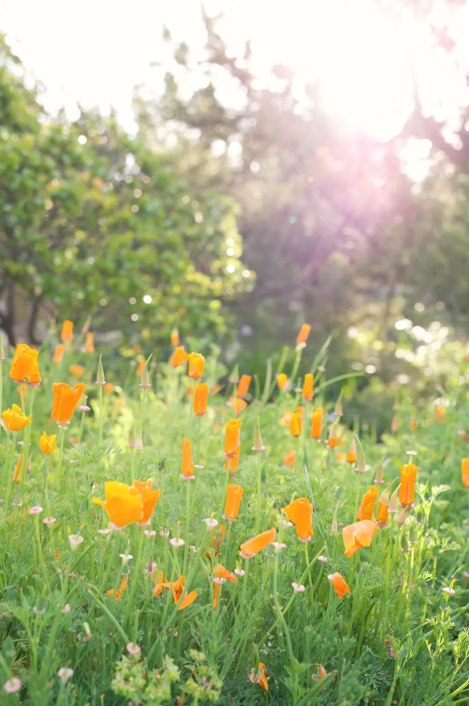 SBBG Spring 2012, Â©ZstheDayPhotography