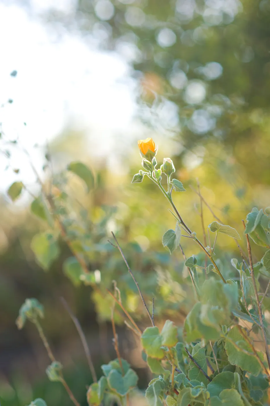 SBBG Spring 2012, Â©ZstheDayPhotography