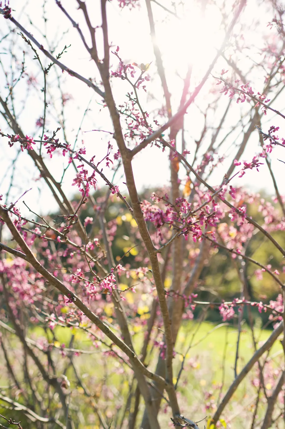 SBBG Spring 2012, Â©ZstheDayPhotography