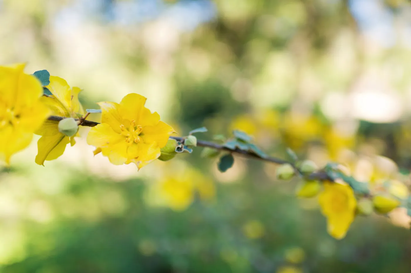 SBBG Spring 2012, Â©ZstheDayPhotography