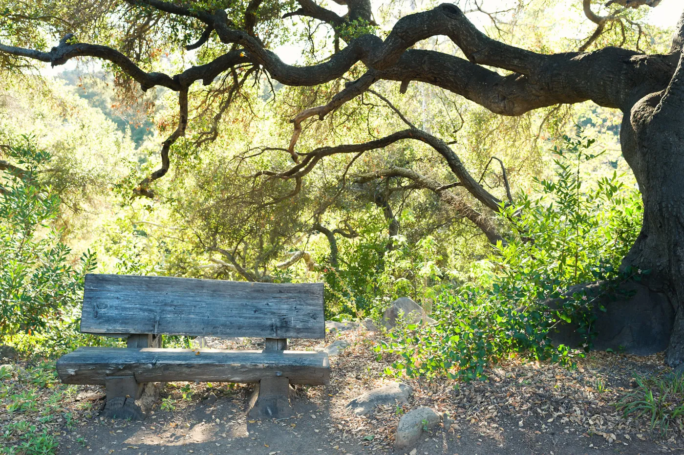 SBBG Spring 2012, Â©ZstheDayPhotography