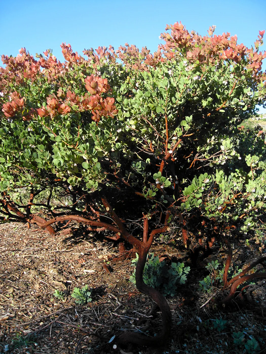 Arctostaphylos Canyon Blush on PorterTrail ridge