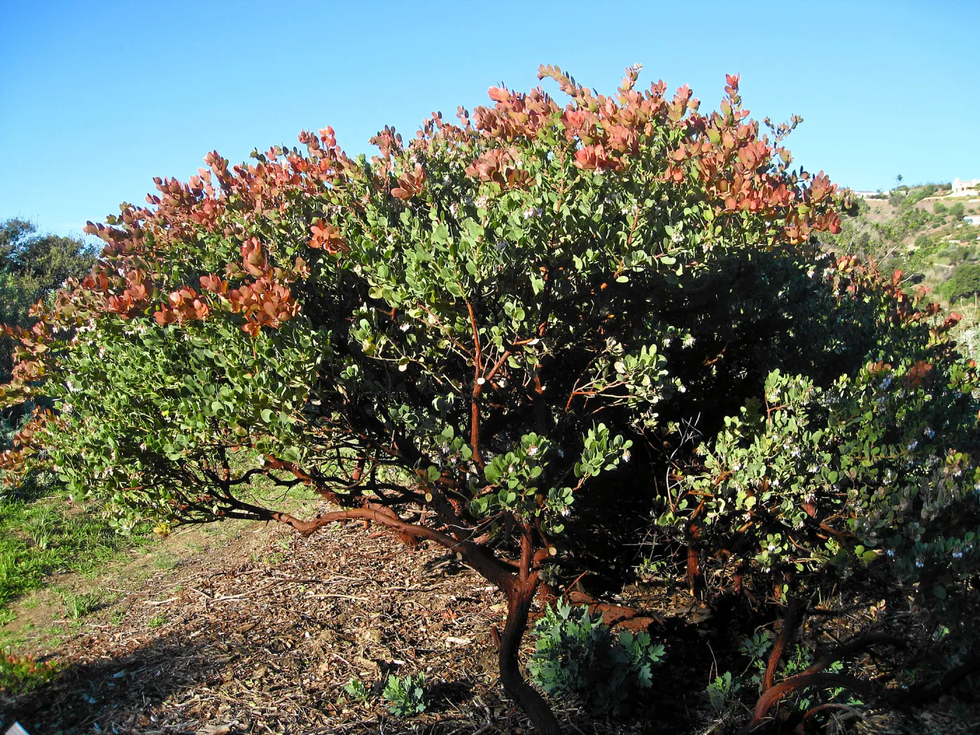 Arctostaphylos Canyon Blush on PorterTrail ridge