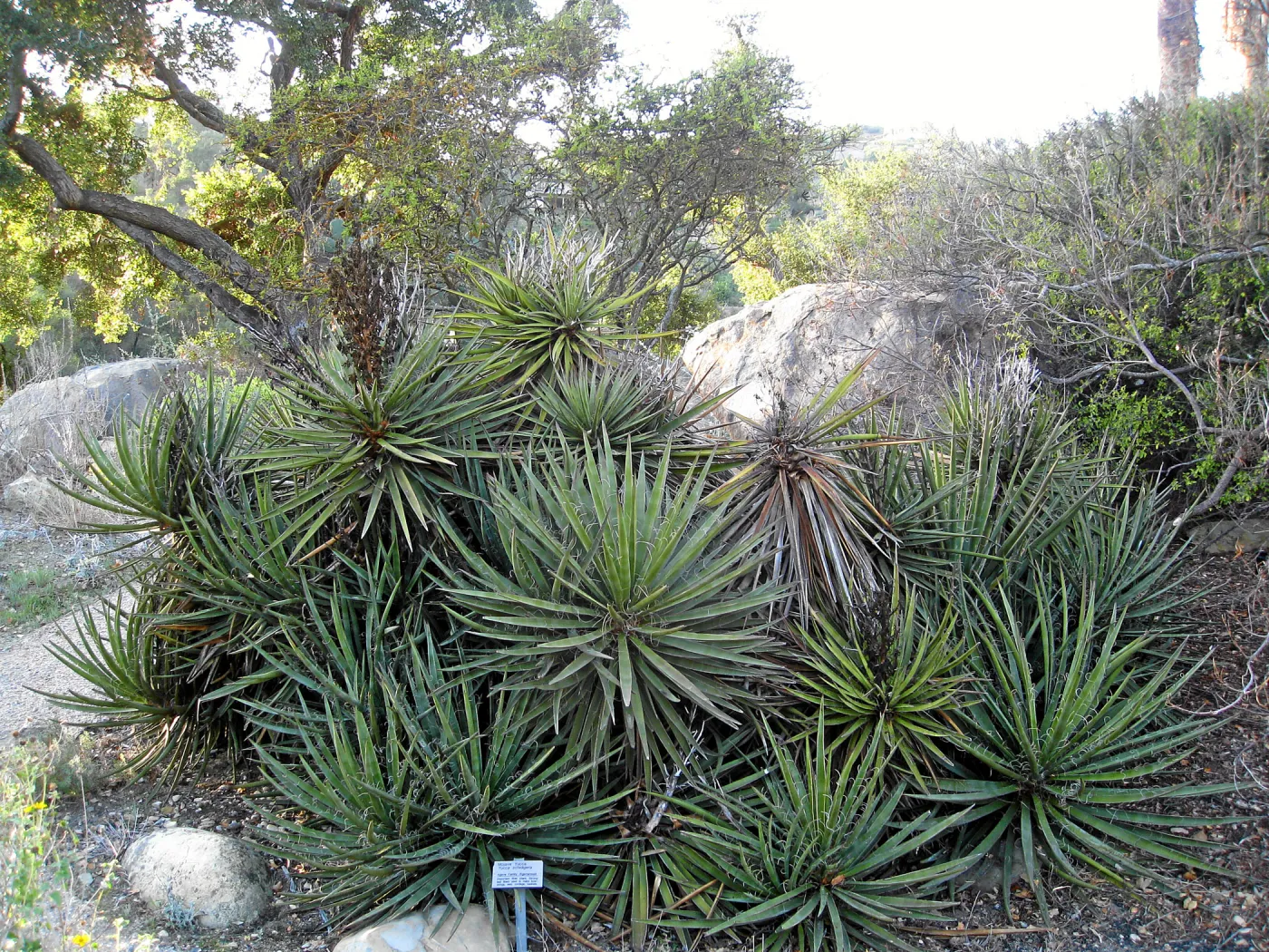 Fallen Mojave yucca (Yucca schidigera) before clean-up