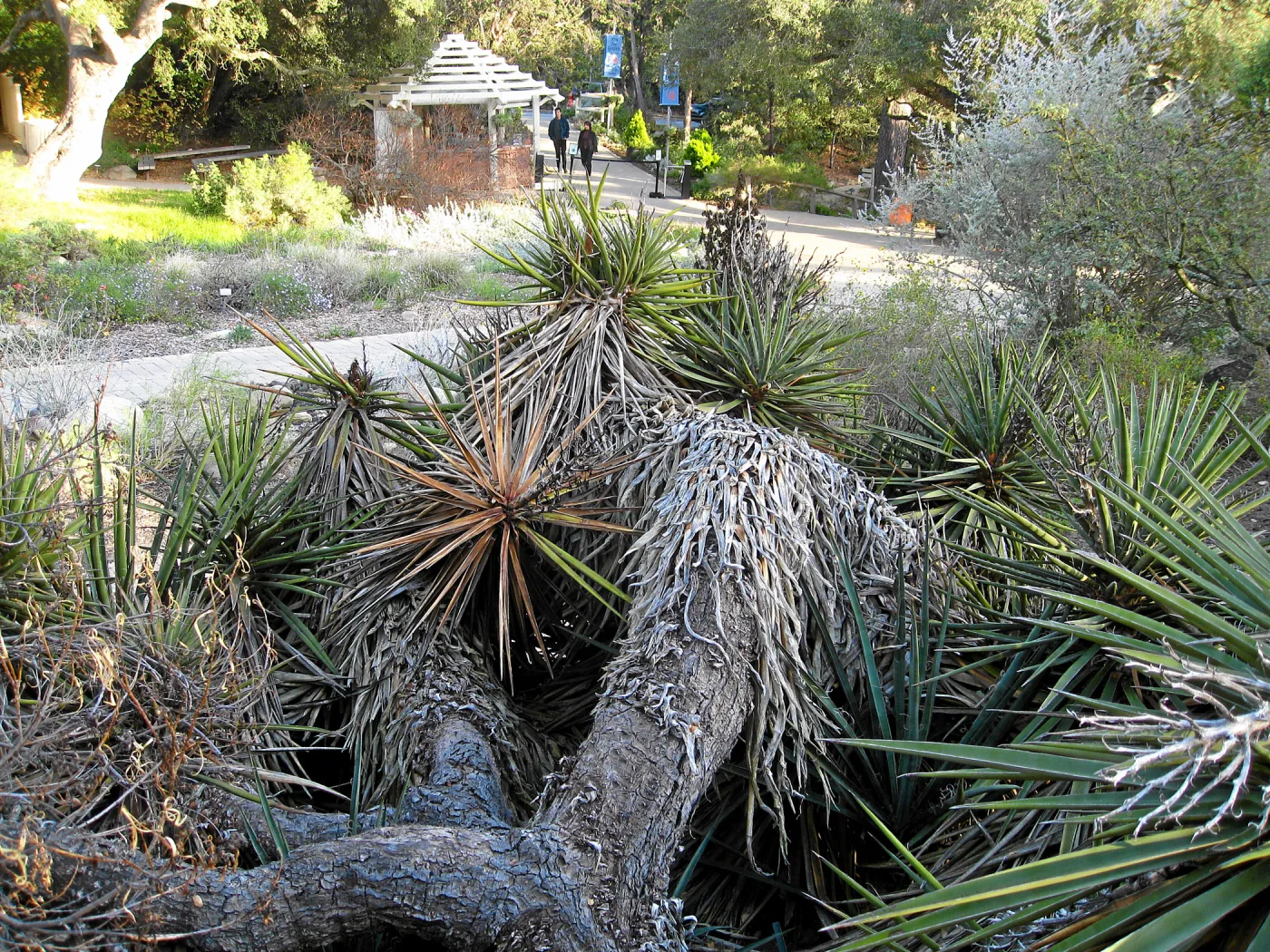 Fallen Mojave yucca (Yucca schidigera) before clean-up