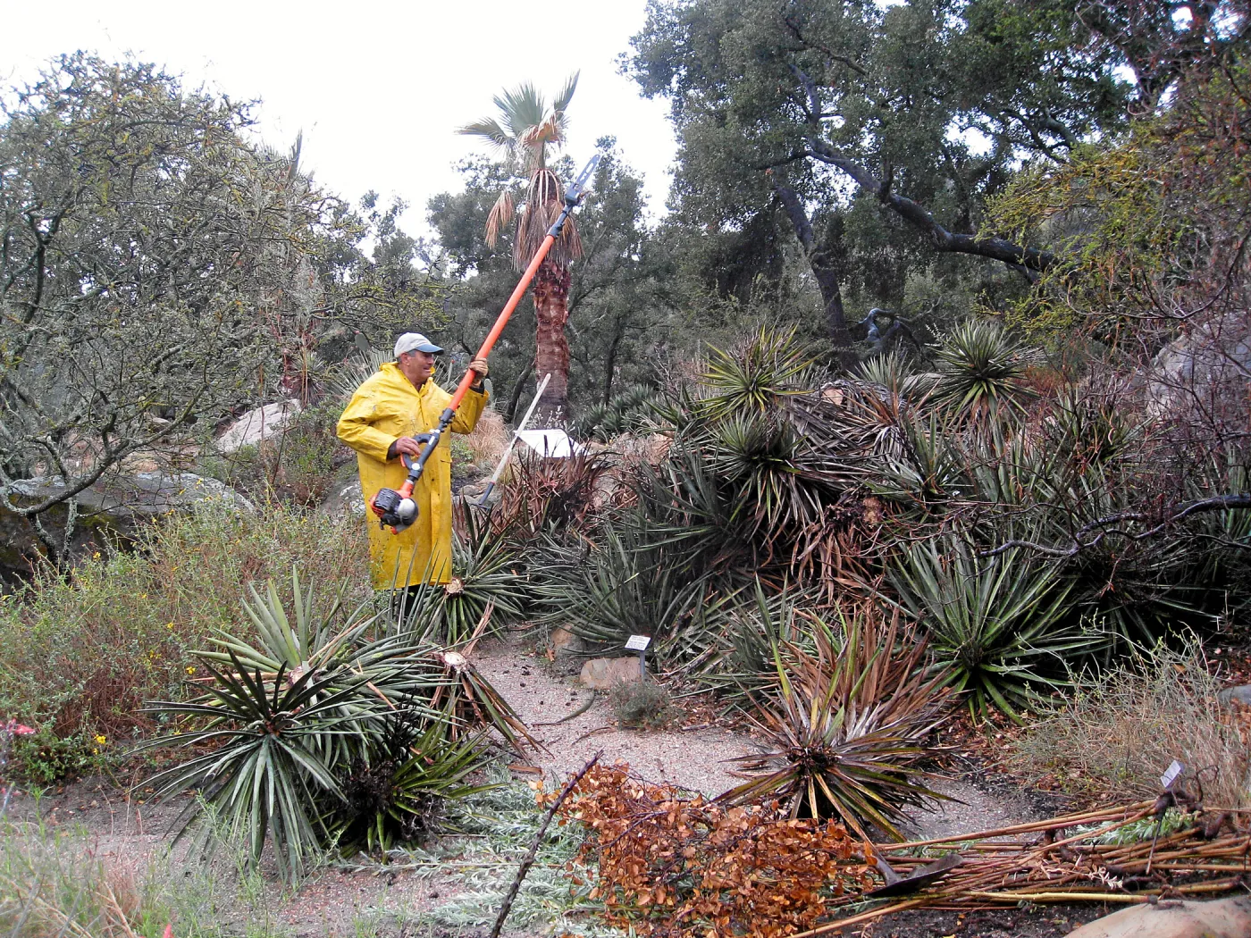 Fallen Mojave yucca (Yucca schidigera) during clean-up. Manuel Gonzales