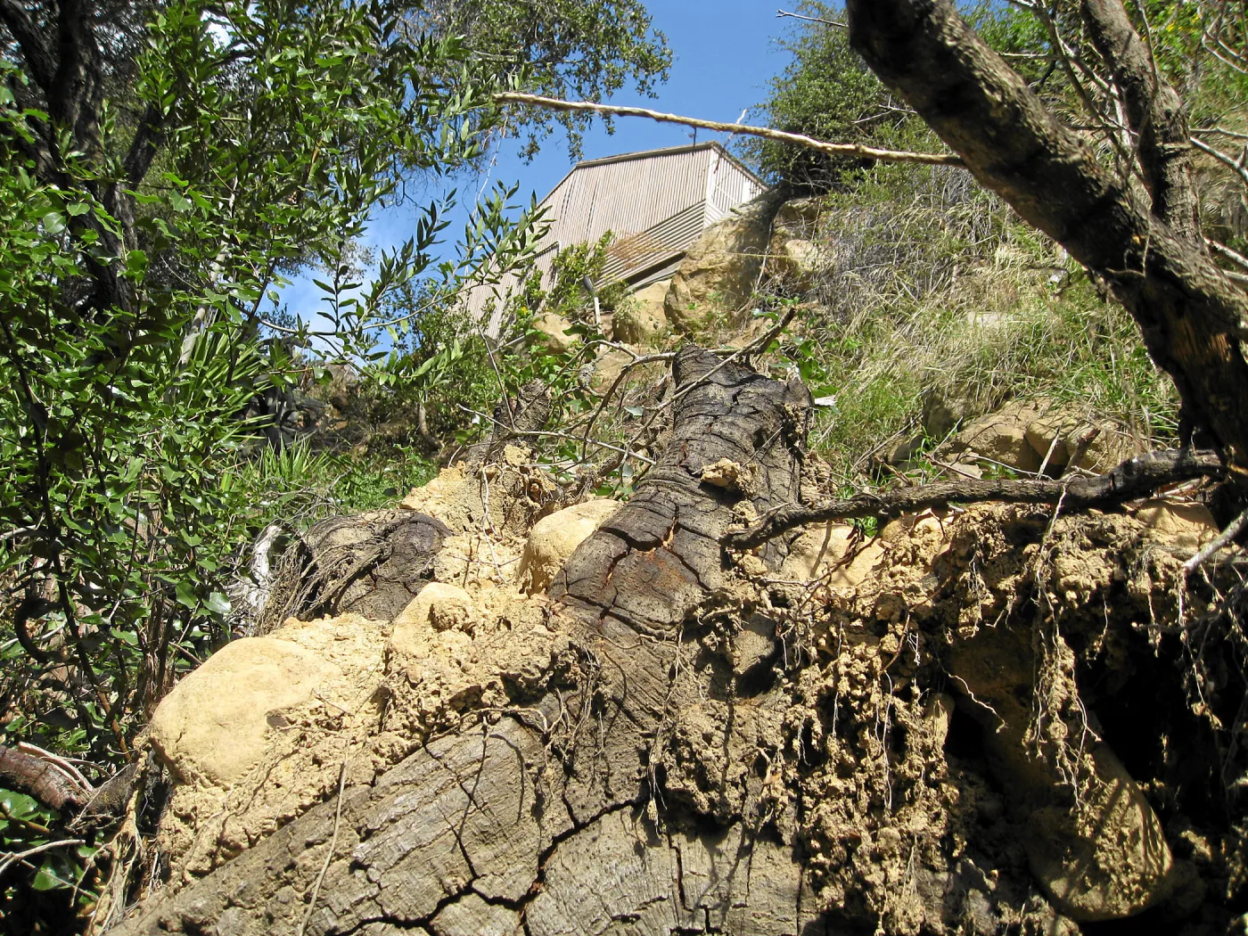 Unstable slope below Garden Growers lath house