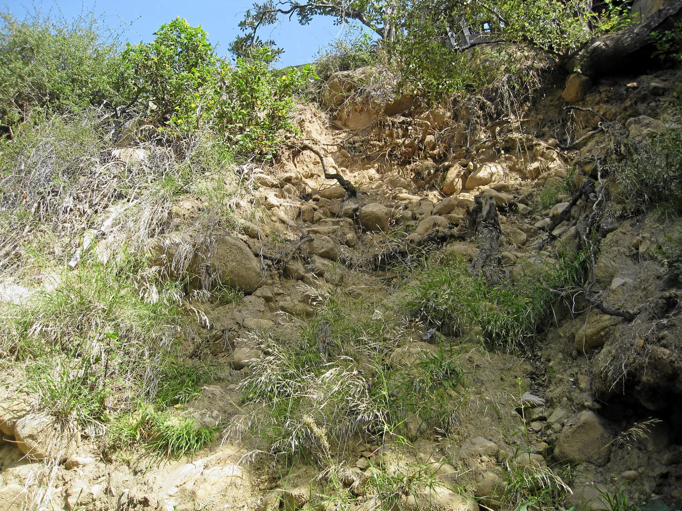 Unstable slope below Garden Growers lath house