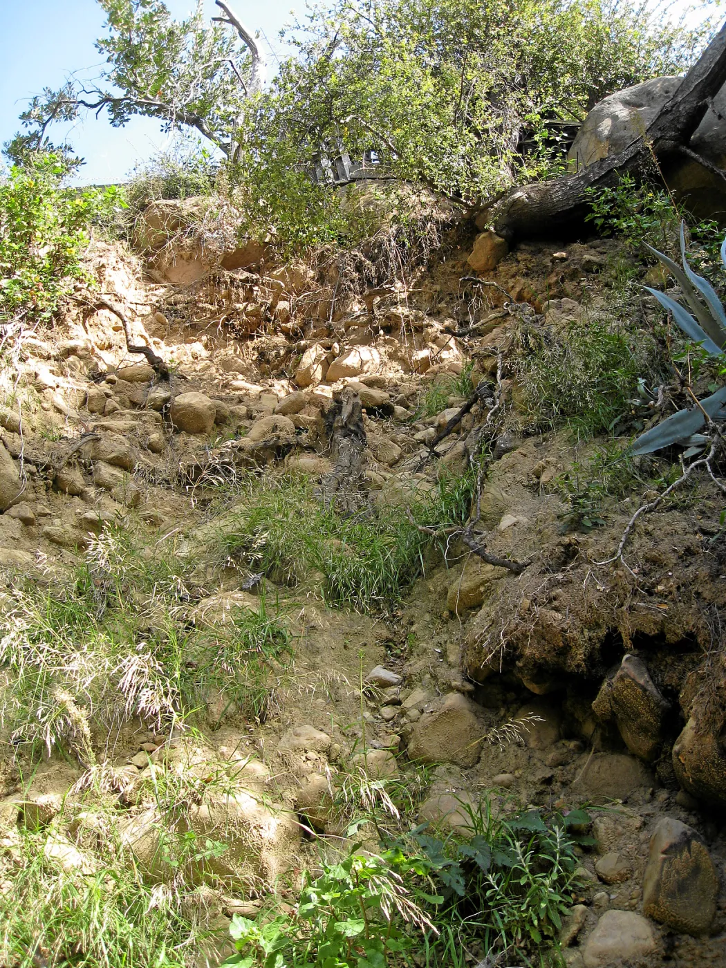 Unstable slope below Garden Growers lath house