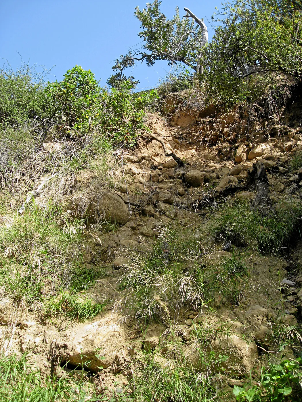 Unstable slope below Garden Growers lath house