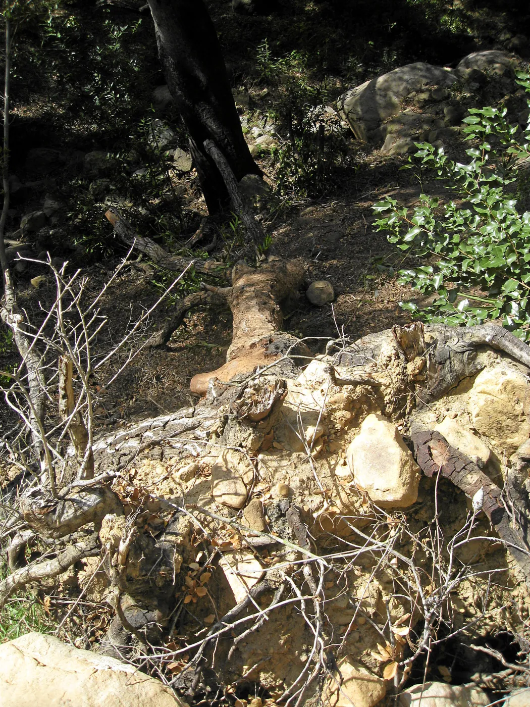 Unstable slope below Garden Growers lath house